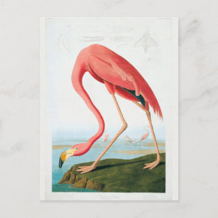 Audubon Flamingo Postcard