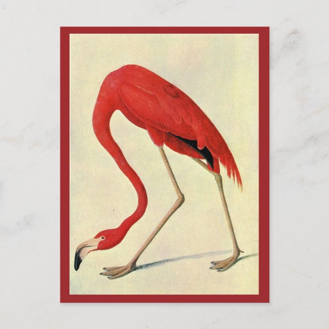 Audubon Flamingo Postcard (Front)