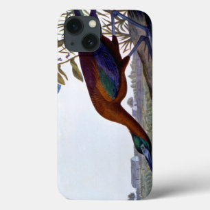 Audubon: Glossy Ibis iPhone 13 Case