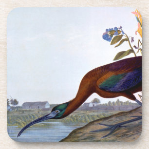 Audubon: Glossy Ibis Coaster