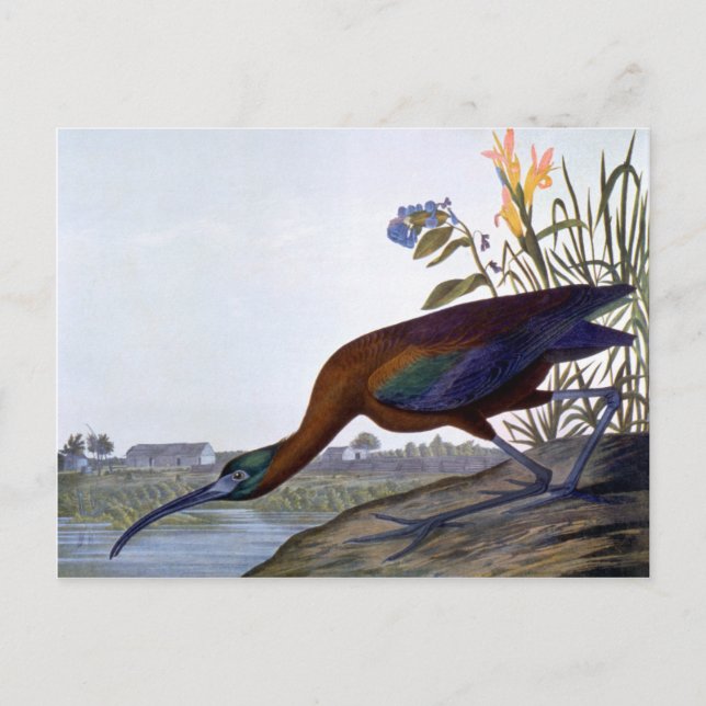 Audubon: Glossy Ibis Postcard (Front)