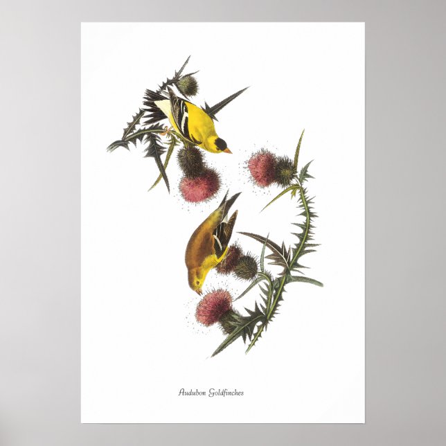 Audubon Goldfinches Bird Poster (Front)