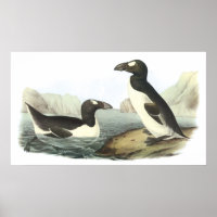 Audubon Great Auk Poster