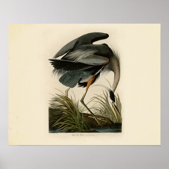 Audubon Great Blue Heron Birds Poster (Front)