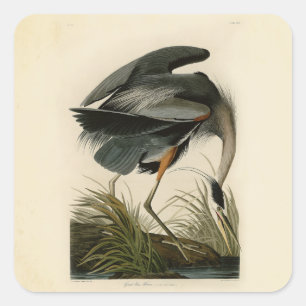 Audubon Great Blue Heron Birds Square Sticker