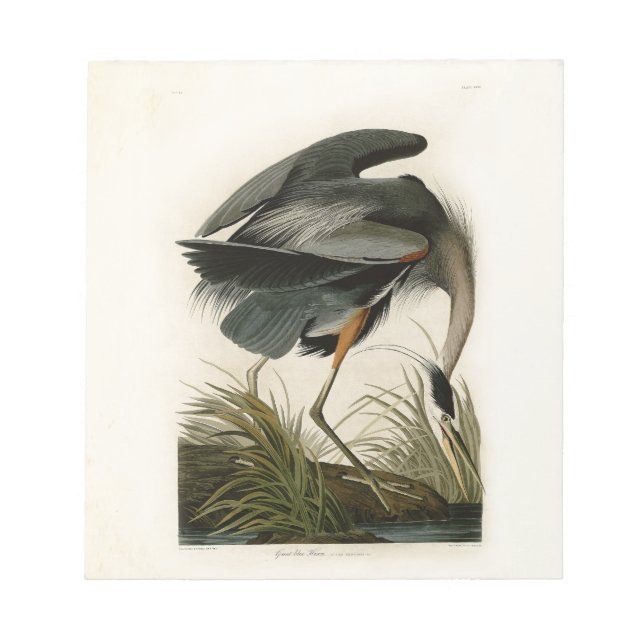 Audubon Great Blue Heron Marsh Bird Notepad (Front)