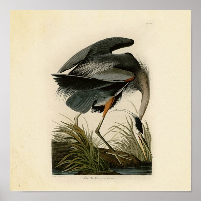 Audubon Great Blue Heron Marsh Bird Poster (Front)