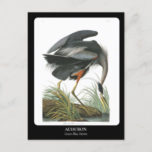 AUDUBON / Great Blue Heron Postcard