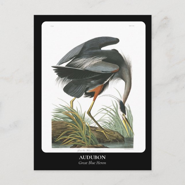 AUDUBON / Great Blue Heron Postcard (Front)