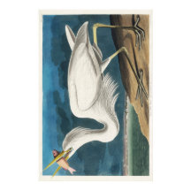 Audubon Great White Heron