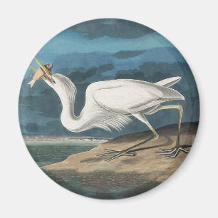 Audubon Great White Heron: Vintage Coastal Bird Magnet