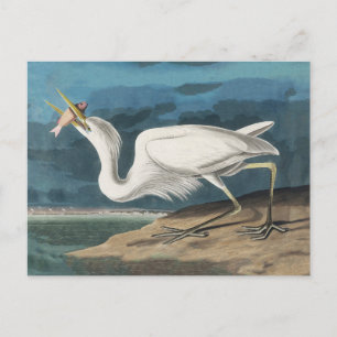 Audubon Great White Heron: Vintage Coastal Bird Postcard