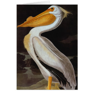 Audubon: Great White Pelican