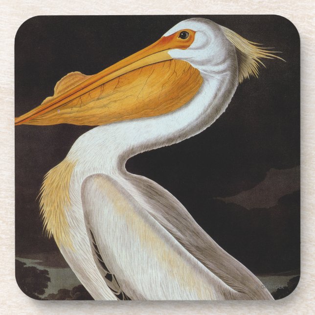 Audubon: Great White Pelican Coaster (Front)