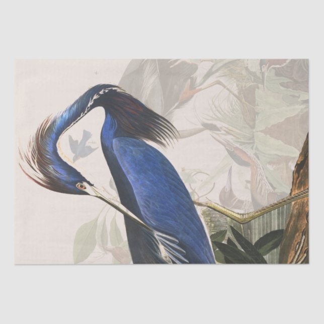 Audubon Heron Birds Wildlife Animals Tissue Paper (Front)