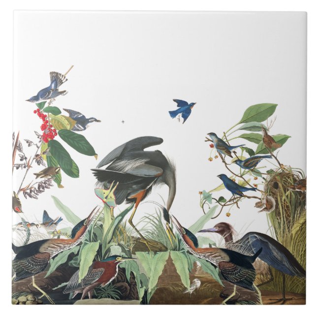 Audubon Heron Birds Wildlife Collage Tile (Front)