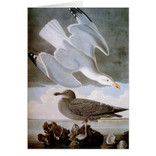 Audubon: Herring Gull