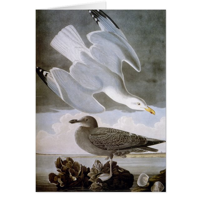 Audubon: Herring Gull (Front)