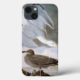 Audubon: Herring Gull iPhone 13 Case