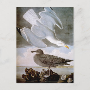 Audubon: Herring Gull Postcard