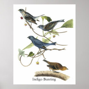 Audubon Indigo Bunting Print