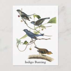 Audubon Indigo Bunting Print Postcard