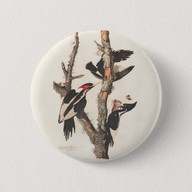 Audubon Ivory-Billed Woodpecker 6 Cm Round Badge (Front)