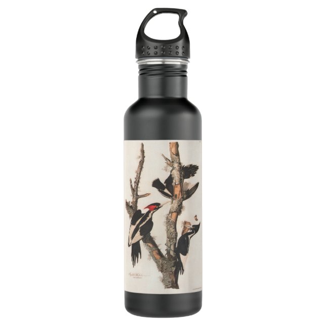 Audubon Ivory-Billed Woodpecker 710 Ml Water Bottle (Front)