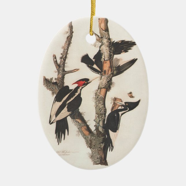 Audubon Ivory-Billed Woodpecker Ceramic Tree Decoration (Front)