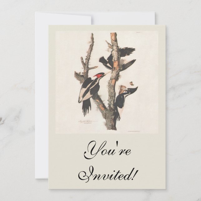 Audubon Ivory-Billed Woodpecker Invitation (Front)