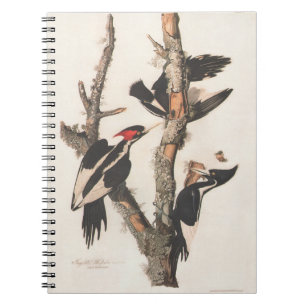 Audubon Ivory-Billed Woodpecker Notebook