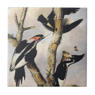 Audubon Ivory-Billed Woodpecker Painting Tile