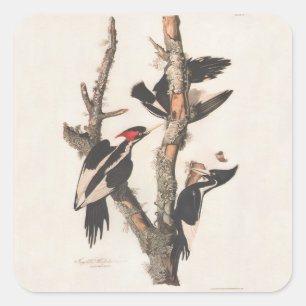 Audubon Ivory-Billed Woodpecker Square Sticker