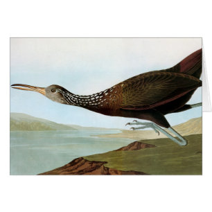 Audubon: Limpkin