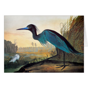 Audubon: Little Blue Heron