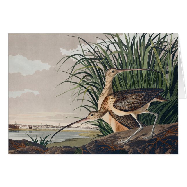 Audubon Long-Billed Curlew Bird (Front Horizontal)