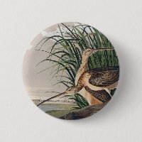 Audubon Long-Billed Curlew Bird