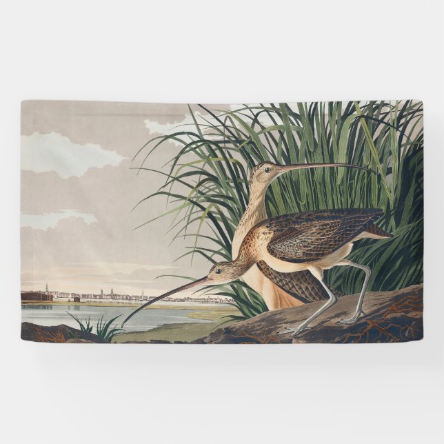 Audubon Long-Billed Curlew Bird Banner (Horizontal)