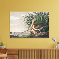 Audubon Long-Billed Curlew Bird