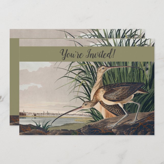 Audubon Long-Billed Curlew Bird Invitation (Front/Back)
