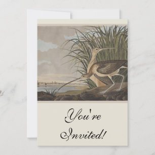 Audubon Long-Billed Curlew Bird Invitation