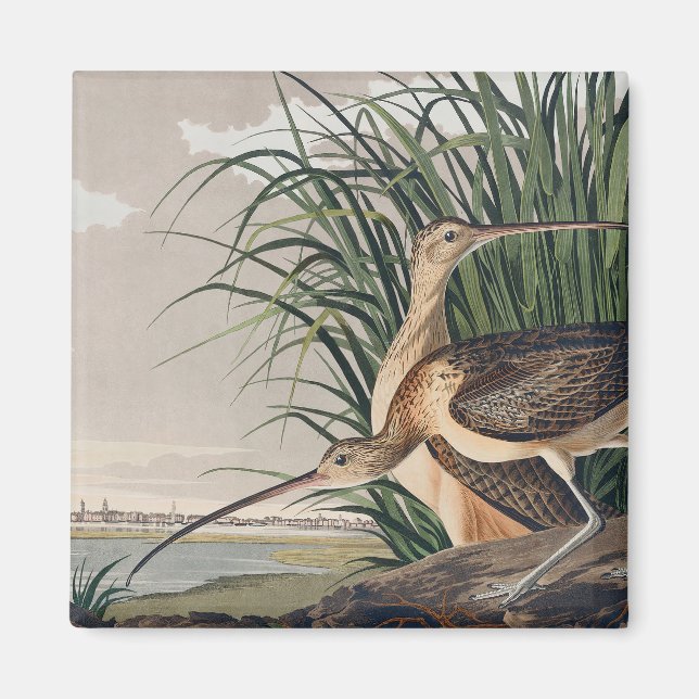 Audubon Long-Billed Curlew Bird Magnet (Front)