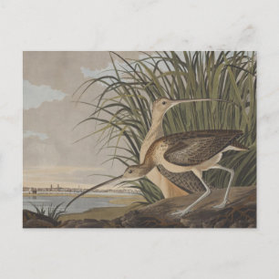 Audubon Long-Billed Curlew Bird Postcard