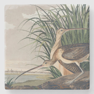 Audubon Long-Billed Curlew Bird Stone Coaster