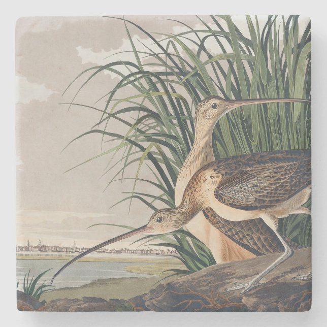 Audubon Long-Billed Curlew Bird Stone Coaster (Front)