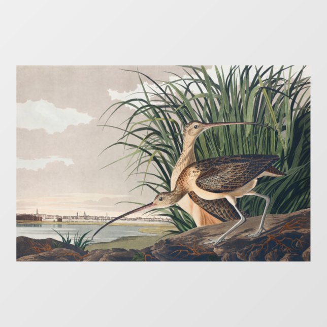 Audubon Long-Billed Curlew Bird Window Cling (Sheet)