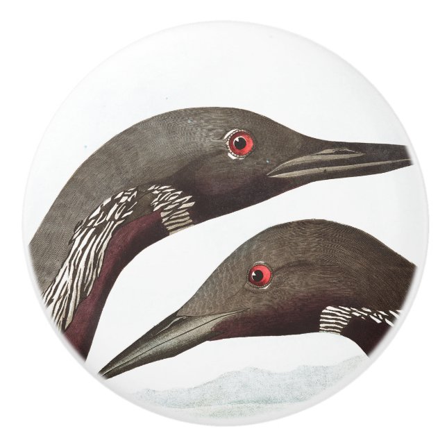 Audubon Loon Birds Wildlife Animal Knob (Front)