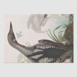 Audubon Loons Heron Birds Wildlife Tissue Paper