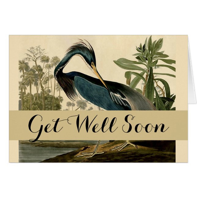 Audubon Louisiana Heron Birds America Art (Front Horizontal)
