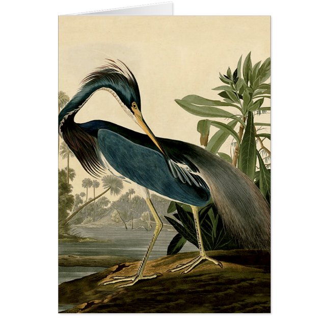 Audubon Louisiana Heron Birds America Art (Front)
